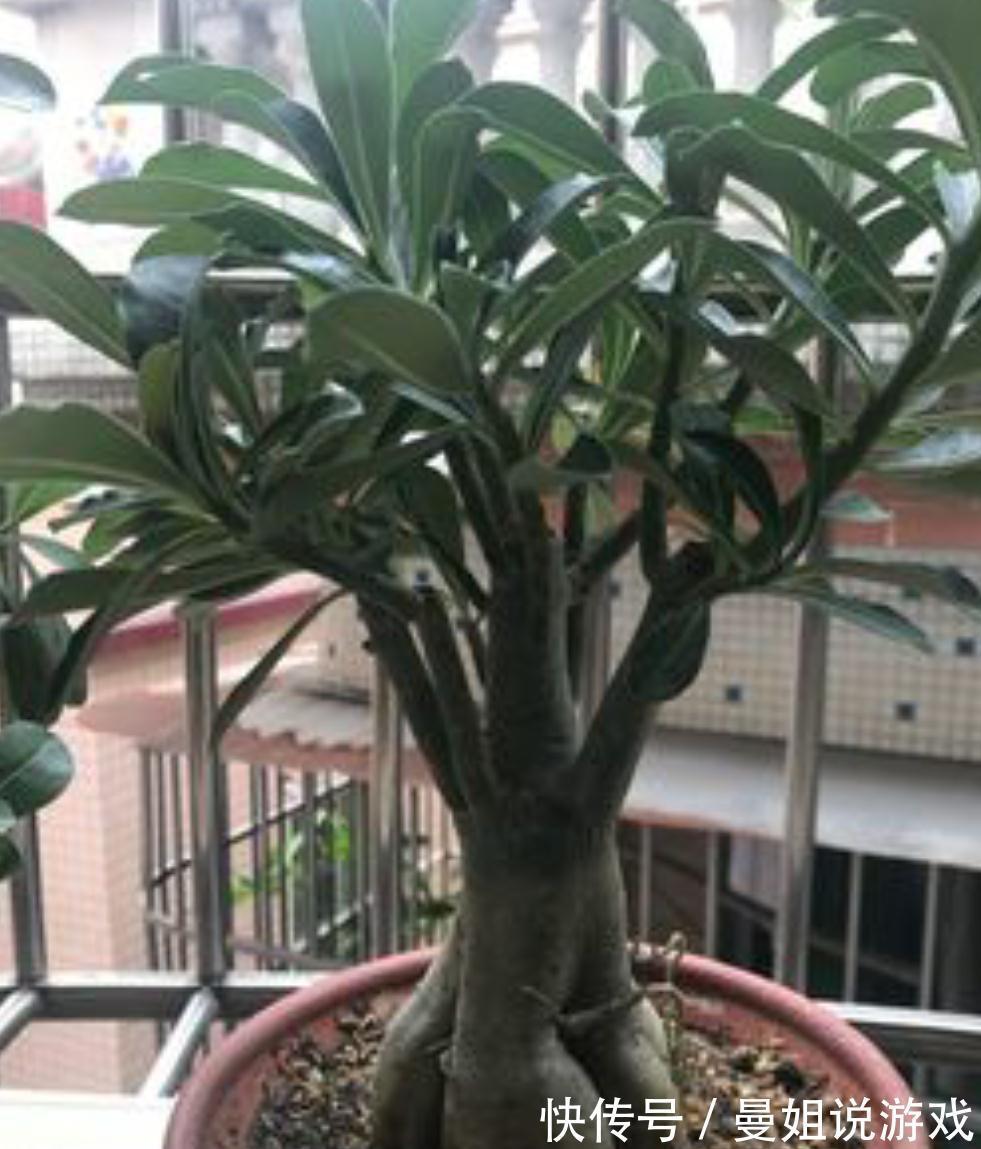 这四种植物适合小盆浅栽,少浇水,才能根系健壮,养得久