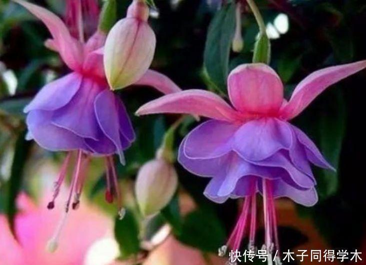 长春花|4种花养家里,1盆顶“5盆”,给点水就疯长,越开越美!