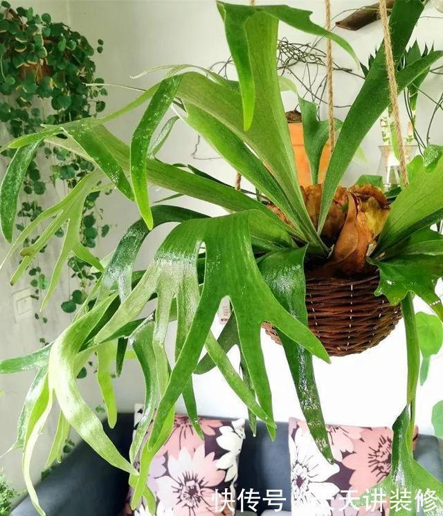 绿萝|13种耐阴花卉,光照不足也能生长旺盛,开花茂密