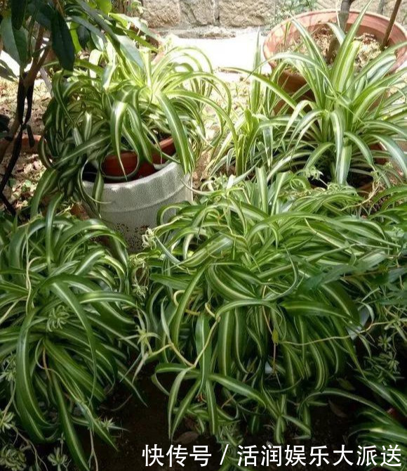 淘米水啤酒水,真不如这种水,养花一绝,浇一盆旺一盆