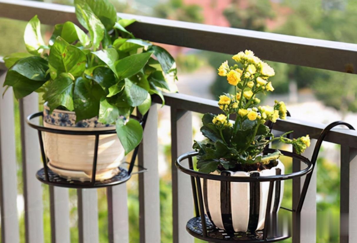 阳台室内都可养的“3种盆栽”,虽普通却皮实好养,清新又美观