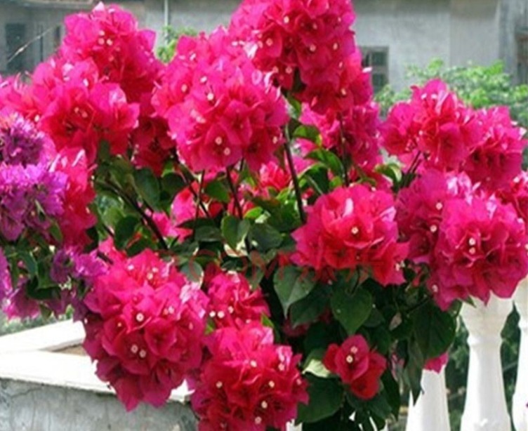 想让三角梅花繁色艳，做到“两加一减”，开花“爆盆”花期长