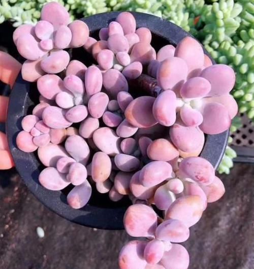 在家养多肉桃蛋该如何管理3点做到位,叶片俏丽、出好状态