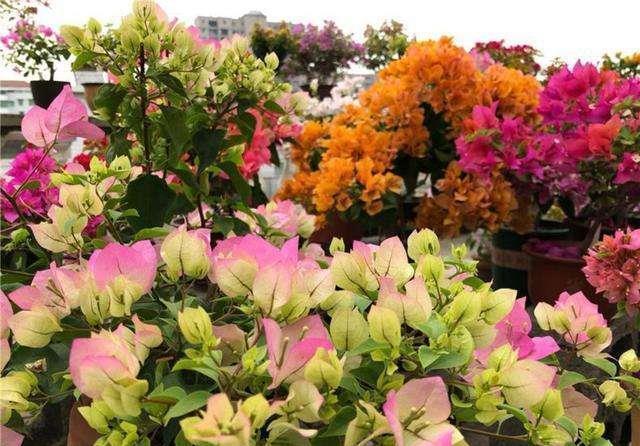 三角梅养不好？3种肥料不能少，一种促花，一种绿叶，一种壮根