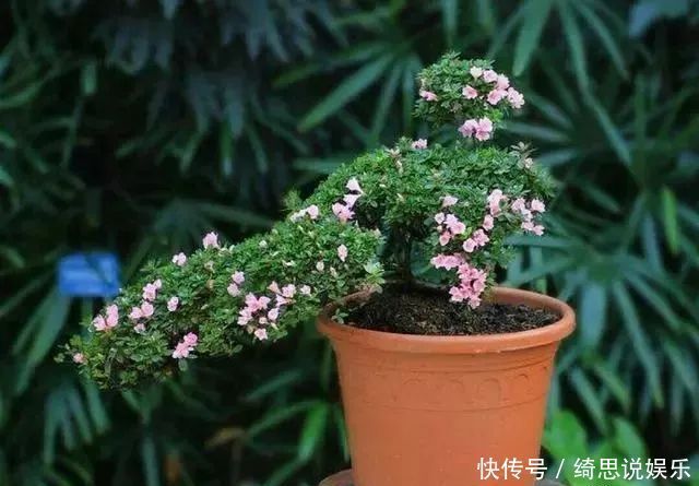 枝不干叶|夏季七月养杜鹃花,掌握好4个技巧,枝不干叶不枯,开花爆盆