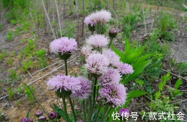 贵州草药|久咳不止,别不停吃药,试试此种野草,清热解毒,早吃早好
