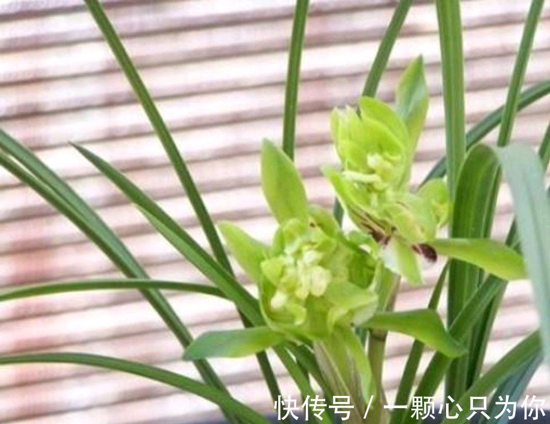 兰花真难养吗,看看这个实例你就明白了