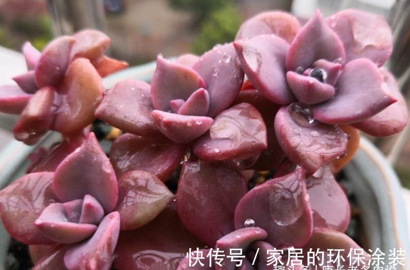放养|多肉秋季补全计划——不管新手or老手,来一棵软糯粉紫的彩虹糖吧