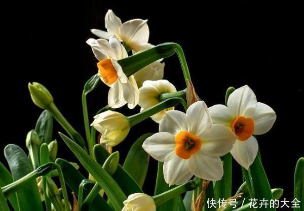 种花|此4种花叫做“转运珠”，养在家里寓意好，赏心悦目，好运连连