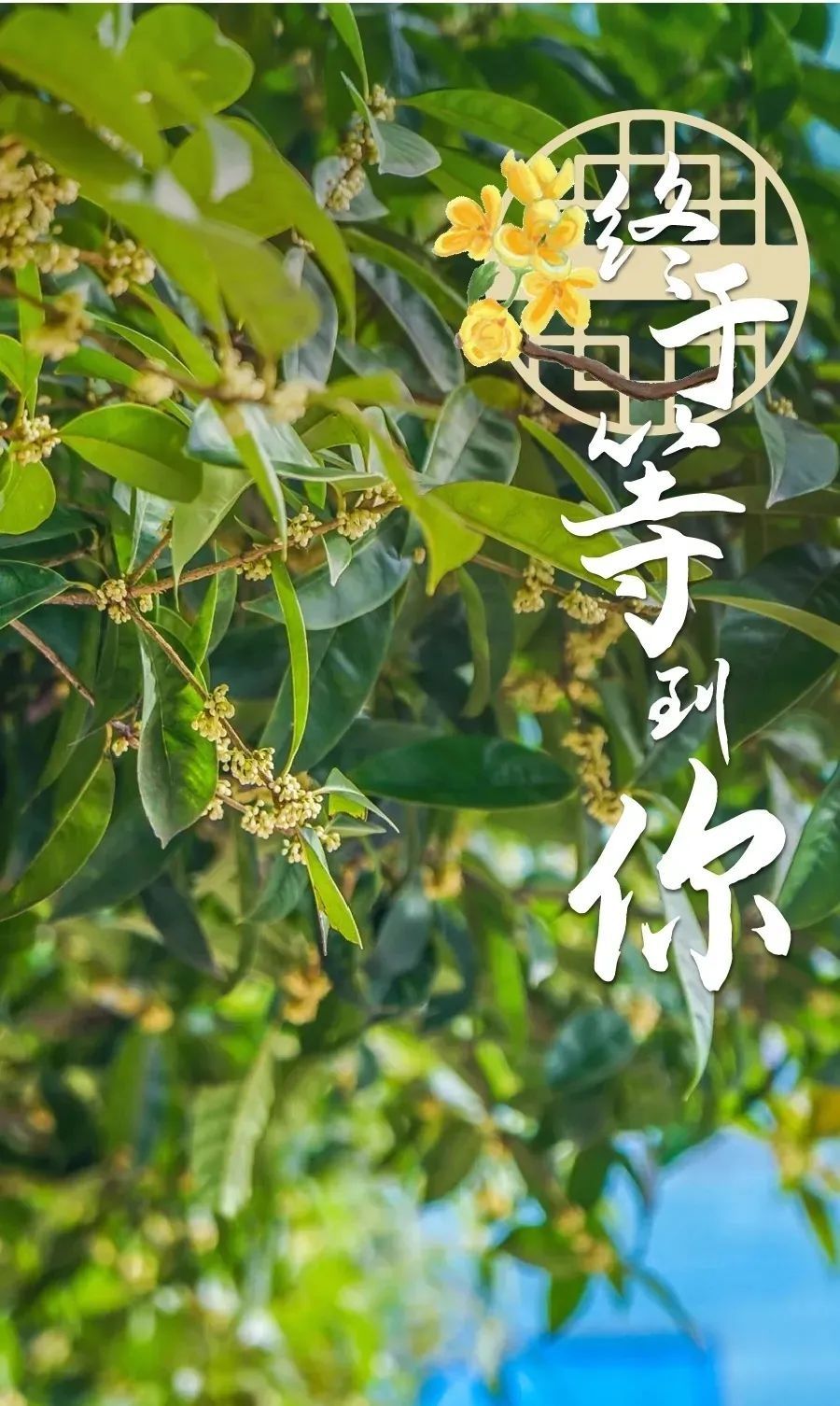 油画|画面极度舒适！武昌秋季限定美景已上线