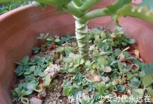 铜钱草|3种漂亮花，种在小盆里，不建议地栽，否则泛滥成灾，根本清不掉