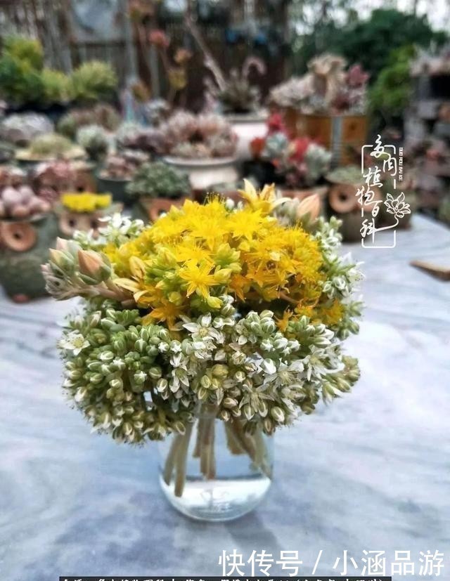 从一颗到500多盆，遇见多肉后，满眼全是你！