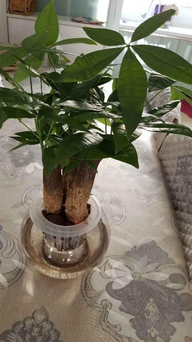 绿萝|土培养不活的花,直接丢水里,7天长出大白根