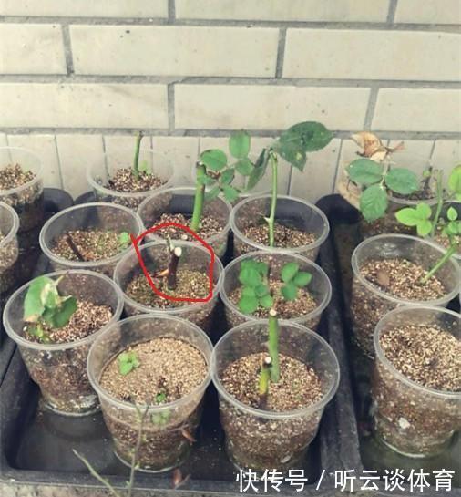 扦插月季不生根？用这捂一捂，过几天“冒白根”，变成月季大户