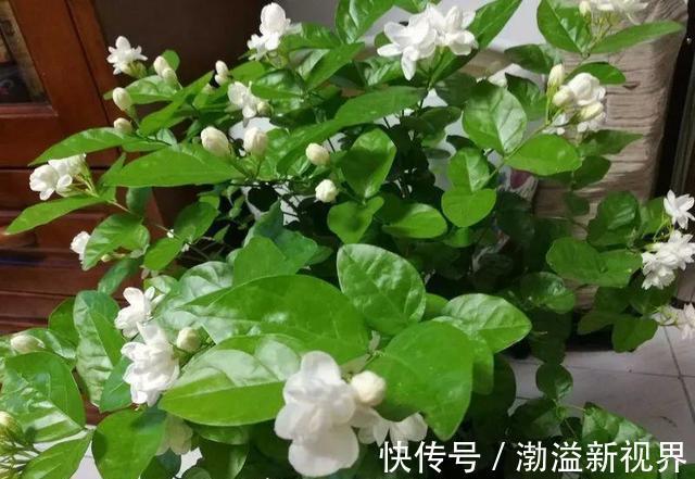 阶段|茉莉花“虚弱”的3个阶段！不能晒！越晒越傻