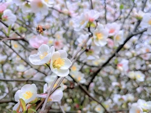 春暖花开日，这些“宝藏”赏花地，值得你打卡