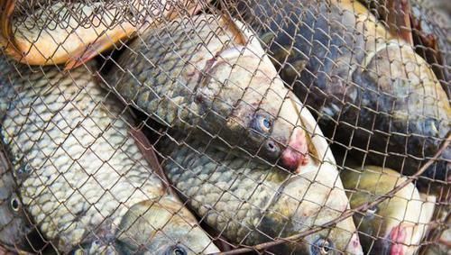 鲤鱼|这鱼5元一斤,无人问津,以前的“淡水鱼王”为何不受待见了