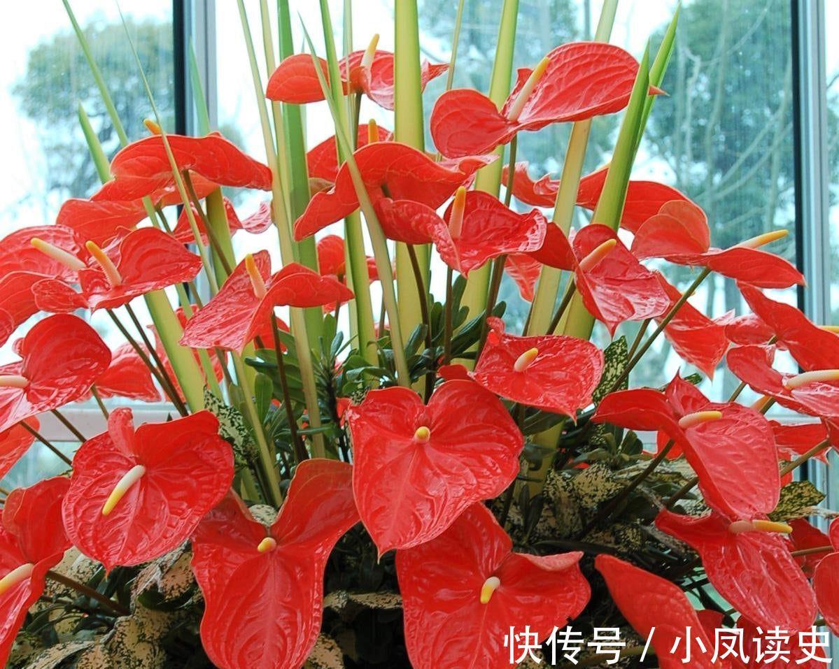 6种“富贵花”天生怕晒，客厅没光照，照样开满花，吉利旺家