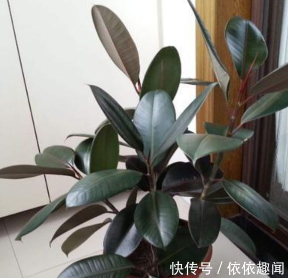 春天养花，不妨养这四款花，耐热耐晒更耐旱，浇水就疯长