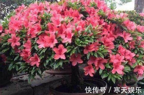 养花有“二宝”,什么花草都能养,用了后叶子油绿狂开花!