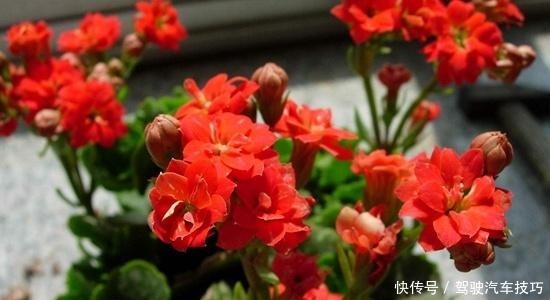 这6种“皮实”的花草，好养又省心，不用费心管理，也能旺盛生长！