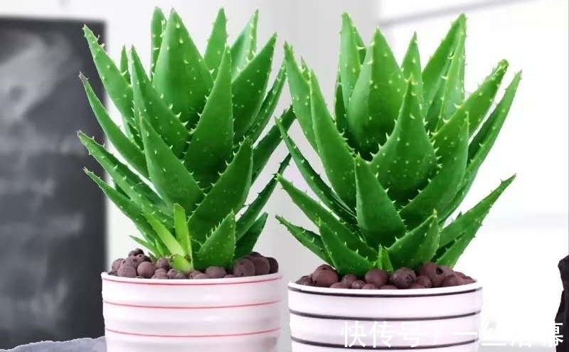 库拉索芦荟|7种“富贵花”,客厅养一盆很合适,越养越值钱,能活一百年