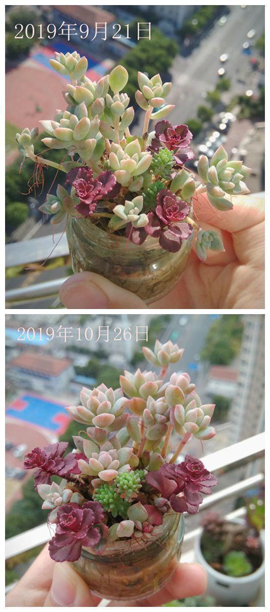 小球|小球玫瑰的逆袭,一年里开枝散叶