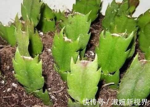 时间点|扦插蟹爪兰,掐准“时间点”,根系嗖嗖窜,养出“杠杠厚”好叶片