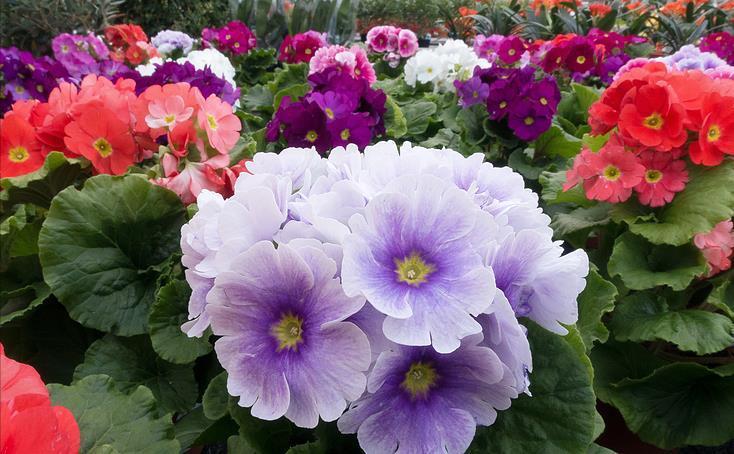 这些小草花,个个真美人,阳台养几盆,繁花不断,美到不敢看