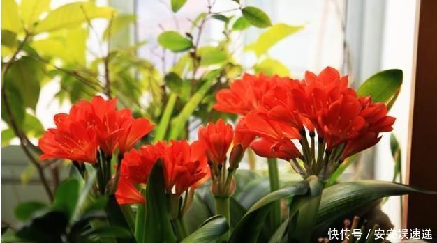 长曲棍球兰|养君子兰长太慢浇水用一点“它”,叶子油绿肥厚,芽也多,真美