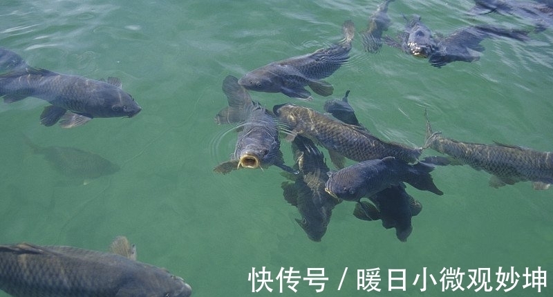 钓友|三种野钓打窝法,总有一个适合你