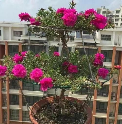 此6种花,给多少钱都不卖!个个都是养花牛人的杰作,价值上万