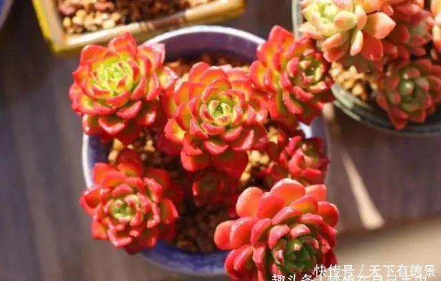 3种多肉很好养,被花友称“热不死”,太阳一晒就“很美”