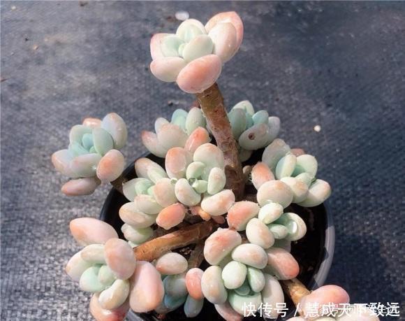 露天|高温季节,多肉选择露养最安全,浇水多注意,夏季不能浇太对