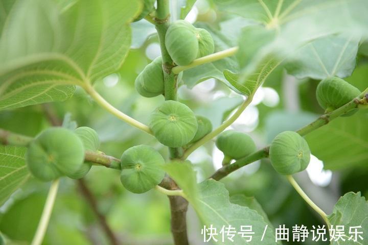 代茶饮|无花果能增进食欲，润肠通便，但无花果怎么吃最健康你懂吗