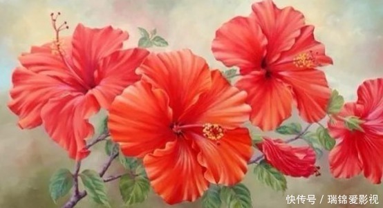 寓意|三种正能量的花，寓意极好家人兴旺，喜欢赶紧养一盆！