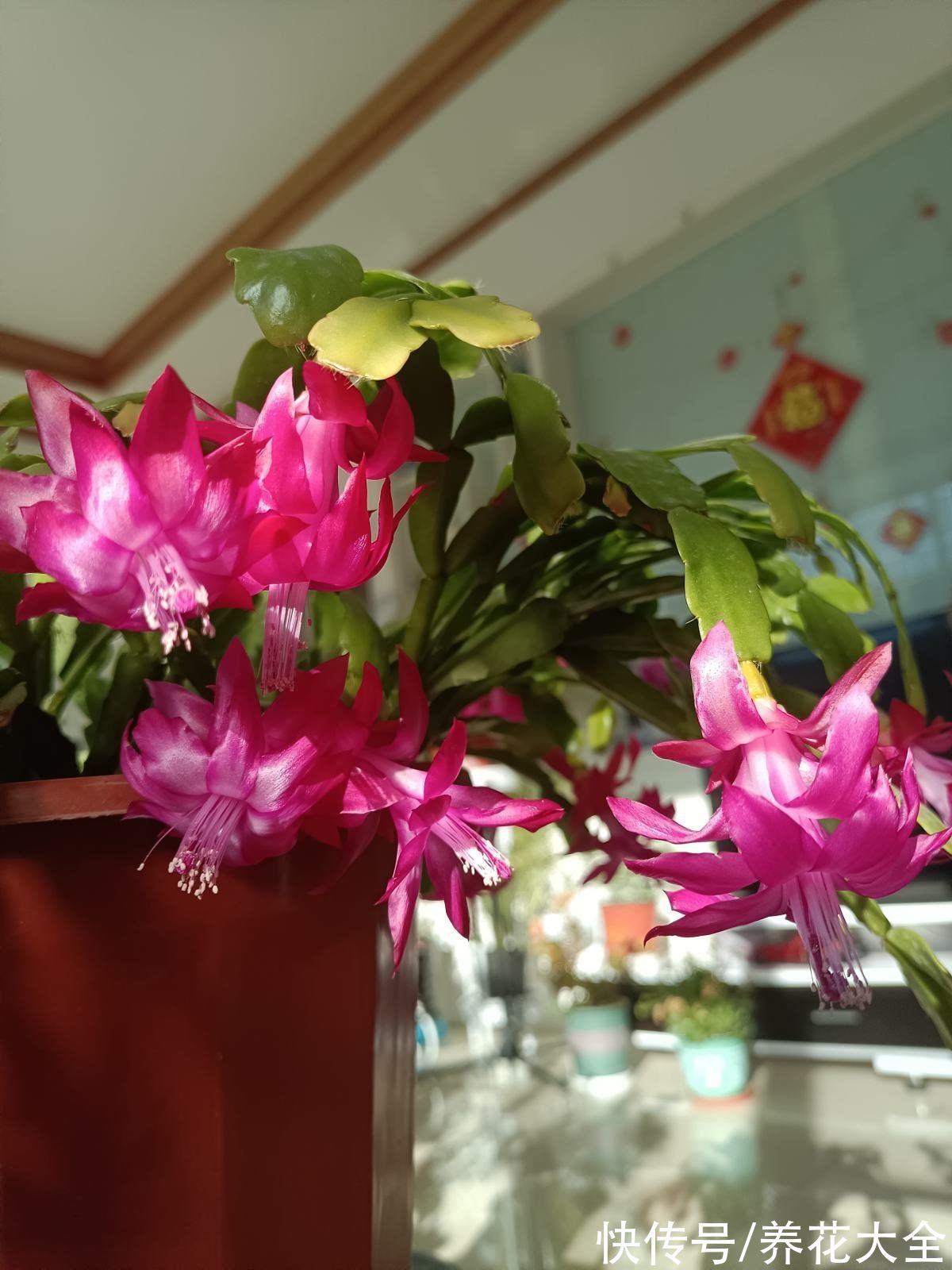 马上过年,这10种年宵花闭眼入,不会踩雷