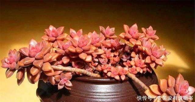 格调|3种最容易养成悬崖桩的多肉,养护简单色彩绚烂,高贵大气有格调!