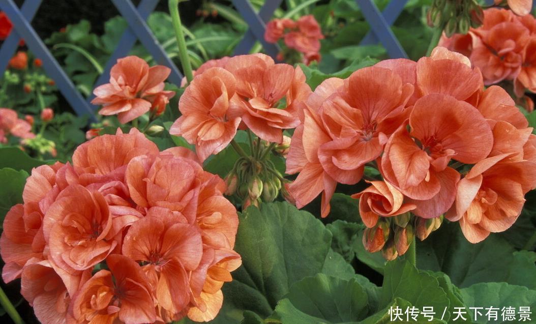 阳台养花学会“组合”,开花就像接力赛,这盆开完那盆开