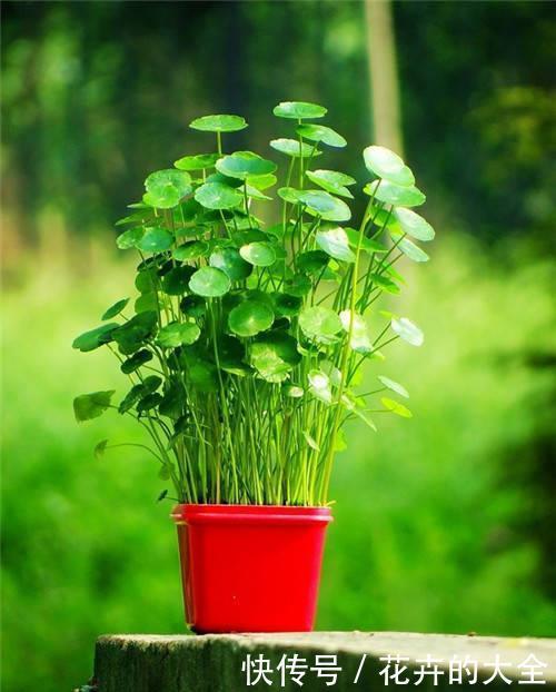 适合|2种懒人花,沾水沾土就能活,好养又好看,适合新手!
