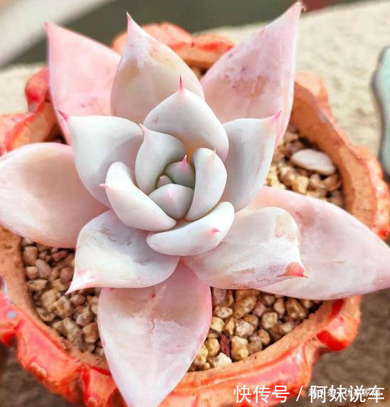 总算知道多肉艳丽的秘密了,原来都是这么控养出来,越控越艳丽