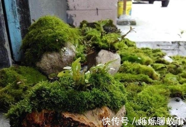 盆景教学山水盆景中最难的是点苔,教你如何快速上苔