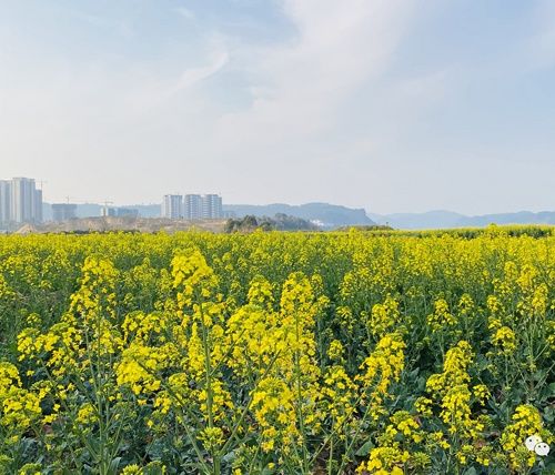 踏青出游～人间春已至，古城花已开