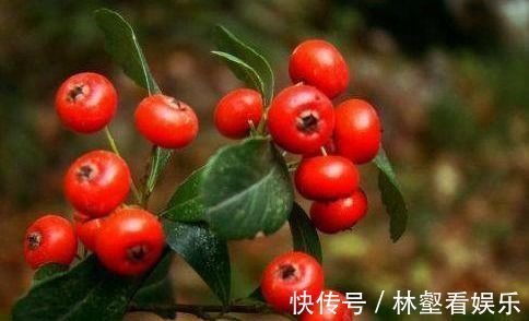 视力|女性养生 ,常吃四种食物,呵护视力,延缓衰老,保护心血管