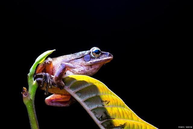 水流光!青蛙诗词23首可笑井底蛙,雨中荷上眠。任他自流去,做个快活仙