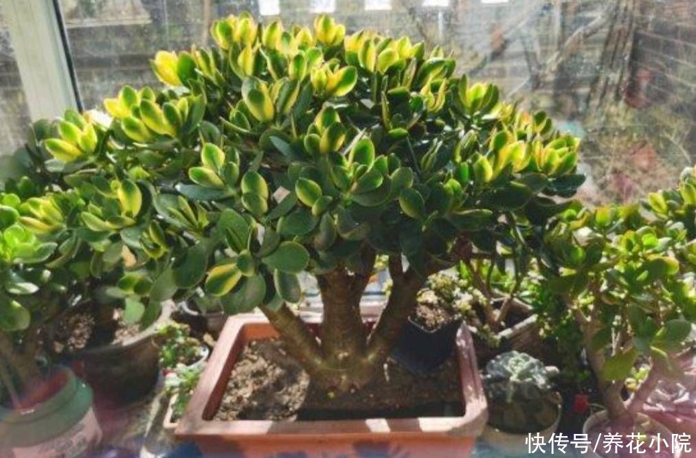 玉树|玉树开始生长，给它做好4件事，长得粗壮，养成老桩盆景