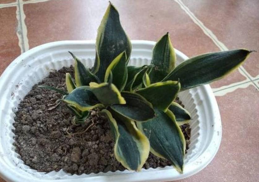 灌点|5种大型花原来是个酒鬼,每周灌点酒,喝完马上绿油油!