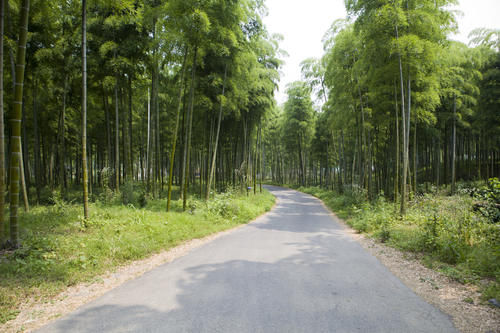 浙江人把竹海变成了4A景区，成龙的《卧虎藏龙》拍摄地，门票58元