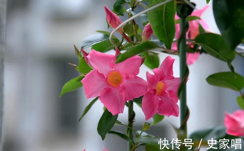 飘香藤秋末开花，这时候养护不注意，可能会元气大伤，冬季变光杆