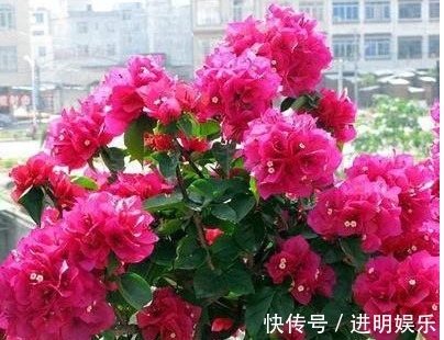 塑料袋|养三角梅，给它披1件“黑棉袄”，花开爆满盆，养出一片花海，美